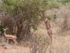  2005 Kenia - 73 - Giraffenantilope .jpg